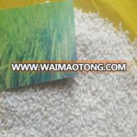 GLUTINOUS RICE WITH GOOD SORTEX